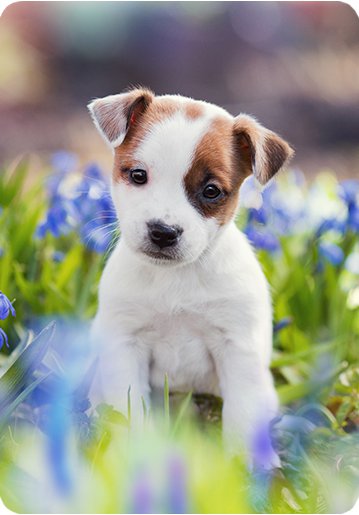 A Jack Russell Terrier puppy.