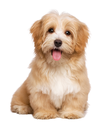 A red and white Havanese.